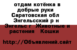 отдам котёнка в добрые руки - Саратовская обл., Энгельсский р-н, Энгельс г. Животные и растения » Кошки   